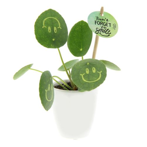 Smylieplant ceramic pot - Image 1